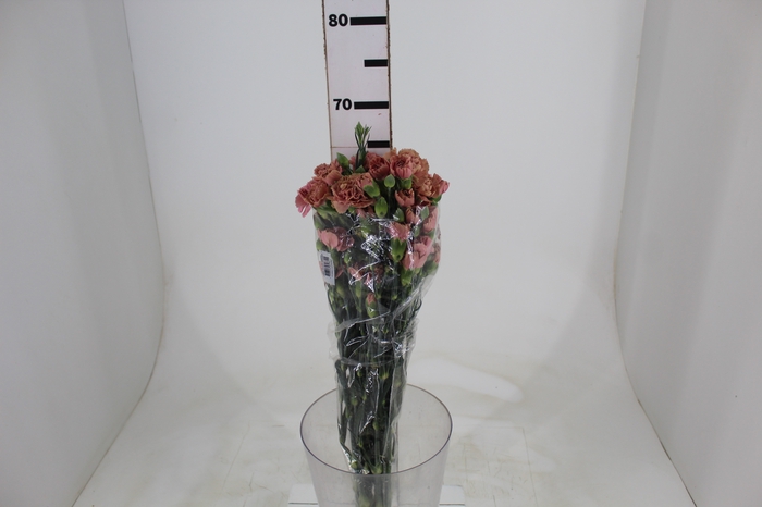<h4>CRAVO SPRAY MISS ROSE 070 CM</h4>