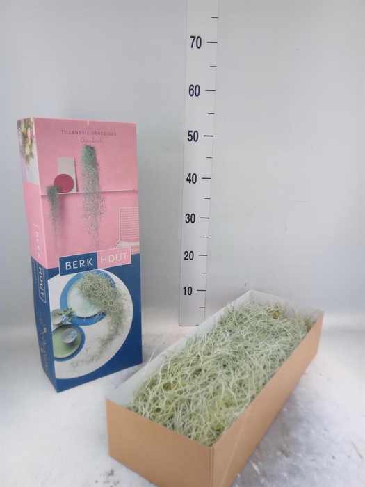<h4>Tillandsia usneoides</h4>