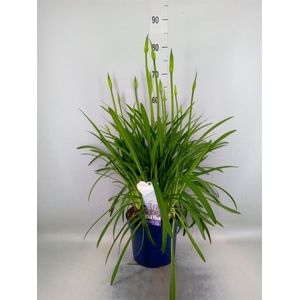 Agapanthus  'Amourette Superb'