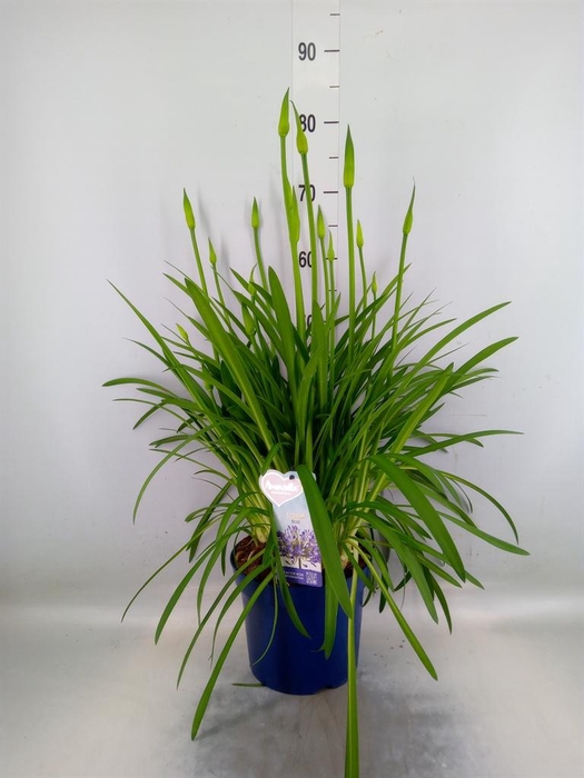 <h4>Agapanthus  'Amourette Superb'</h4>