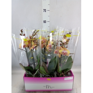 Phalaenopsis   ...yellow