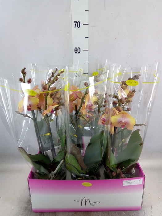 <h4>Phalaenopsis   ...yellow</h4>