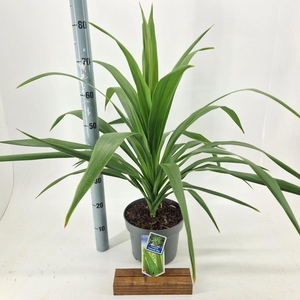 Cordyline