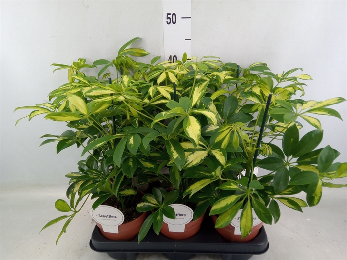 <h4>Schefflera arbor. 'Gerda'</h4>