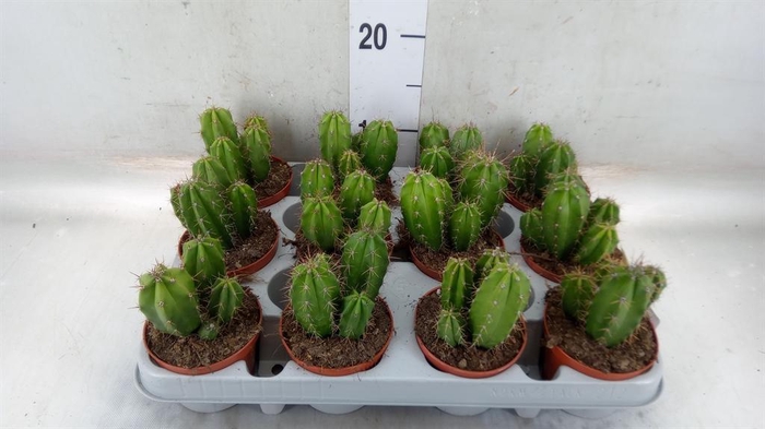 <h4>Polaskia chichipe</h4>