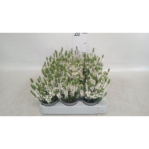 Calluna vulg. 'Beauty L Vera'