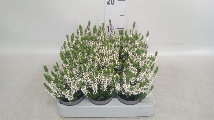 Calluna vulg. 'Beauty L Vera'