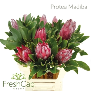 Protea cynaroides 'Madiba'