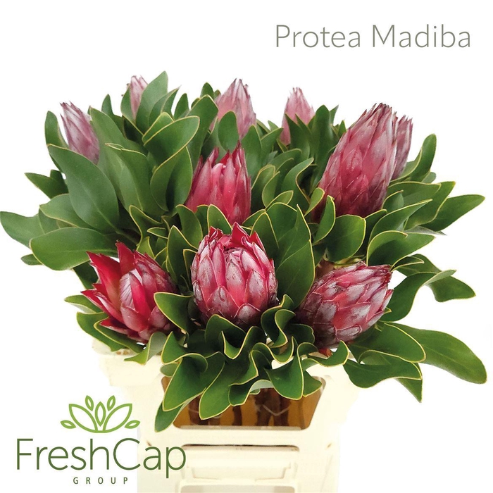<h4>Protea cynaroides 'Madiba'</h4>