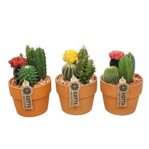 Cactus-Gymno arrangement in 12 cm 'Terracotta Kraagpot'