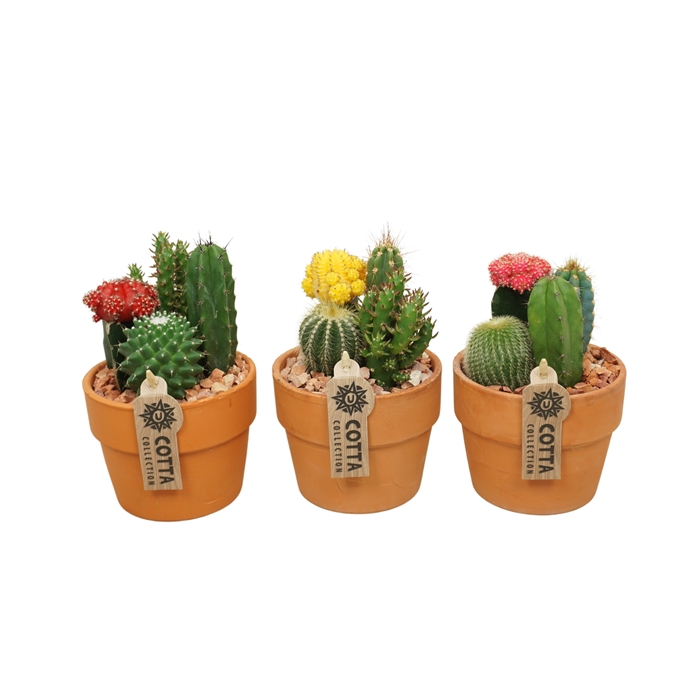 <h4>Cactus-Gymno arrangement in 12 cm 'Terracotta Kraagpot'</h4>