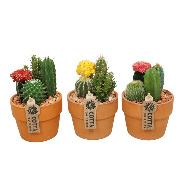 Cactus-Gymno arrangement in 12 cm 'Terracotta Kraagpot'