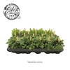 Groene kamerplanten mini fijnbladige mix