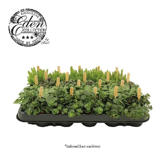 <h4>Groene kamerplanten mini fijnbladige mix</h4>