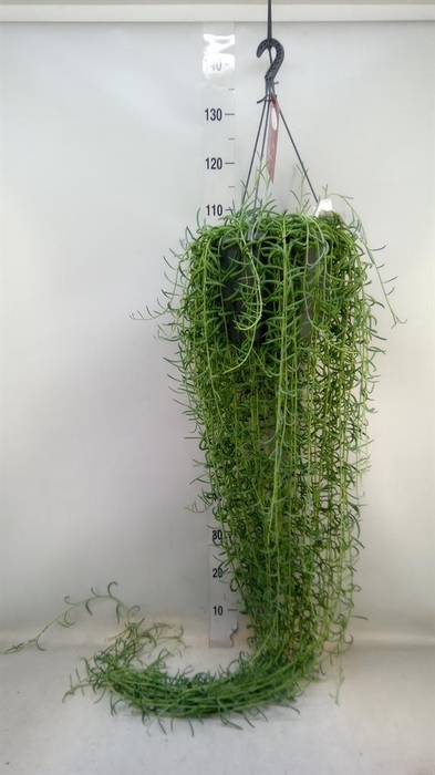 <h4>Senecio   ...</h4>