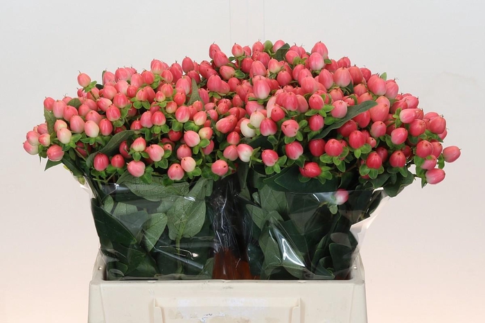 <h4>Hypericum Sweet Romance</h4>