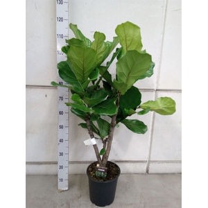 Ficus lyrata