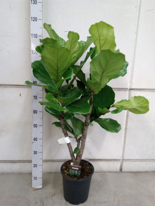 Ficus lyrata