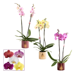 Phalaenopsis 2 tak 14+ mix in Manon (Rich love-collection)