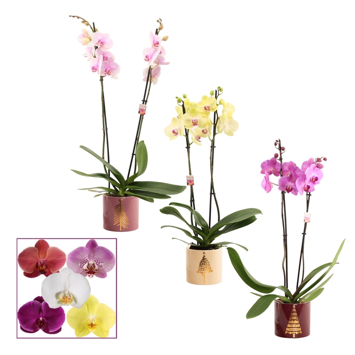 <h4>Phalaenopsis 2 tak 14+ mix in Manon (Rich love-collection)</h4>