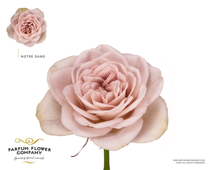 <h4>Rosa Garden Notre Dame</h4>