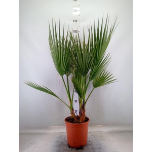 Washingtonia filifera