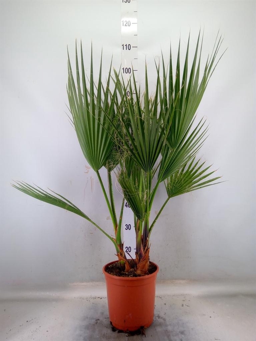 <h4>Washingtonia filifera</h4>