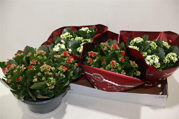 <h4>Kal Ge Gem 2 Kl</h4>