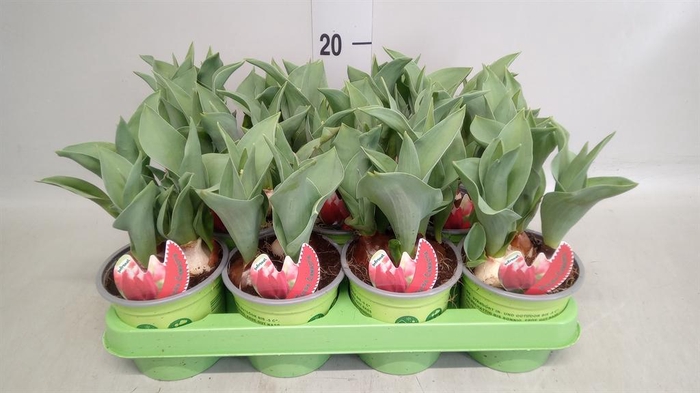 <h4>Tulipa   ...</h4>