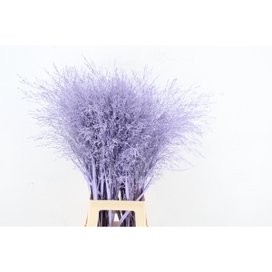 Gras Paint Milka