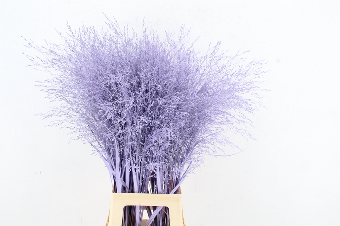 <h4>Gras Paint Milka</h4>