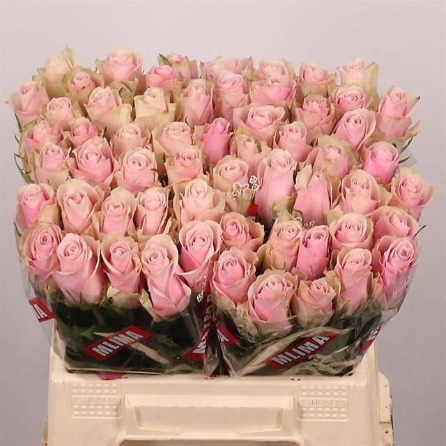 <h4>R GR PINK ATHENA</h4>