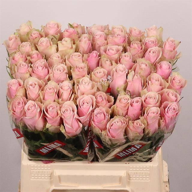 <h4>R GR PINK ATHENA</h4>