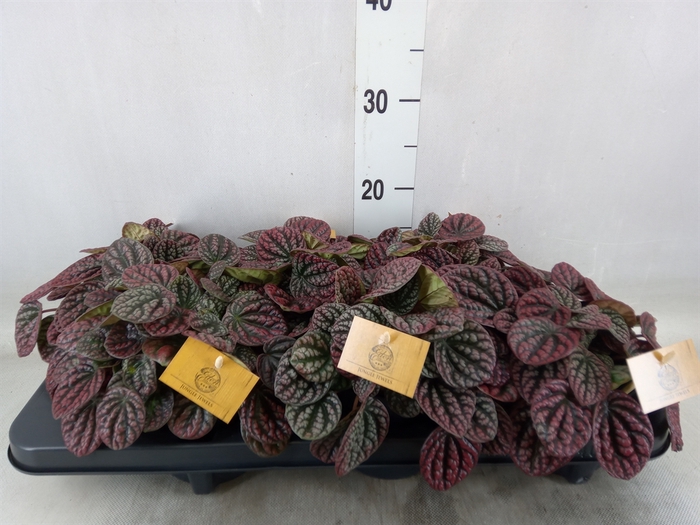 <h4>Peperomia caperata   ...</h4>