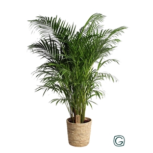 Areca in basket palmleaf P27