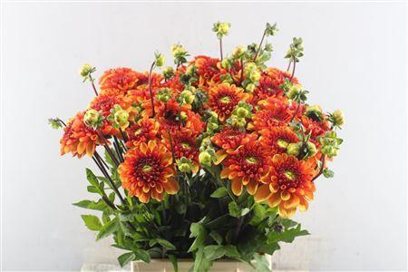 <h4>Dahlia American Sun</h4>