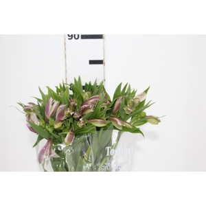 ALSTROEMERIA PLATINA 080 CM
