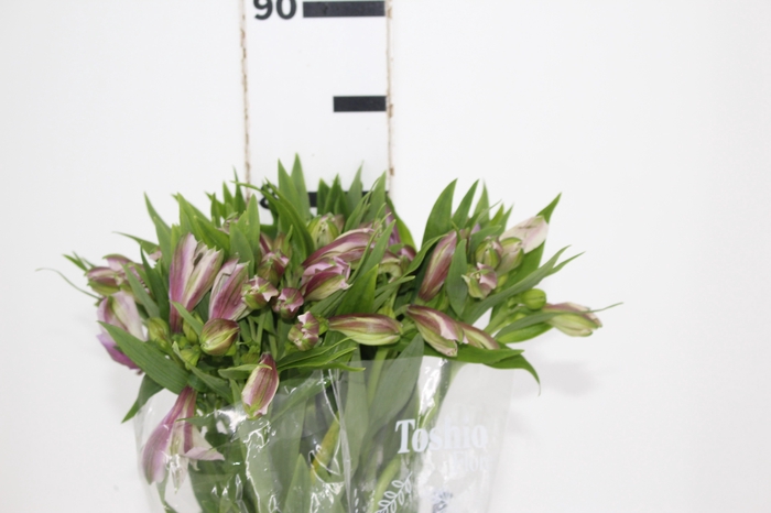 ALSTROEMERIA PLATINA 080 CM