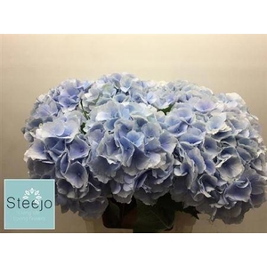 Hydr M Ch Verena Bl 60 Cm