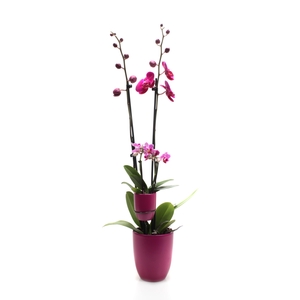 Hugo Lavender Phal Paars 2T+ Tiny Dolls 2T