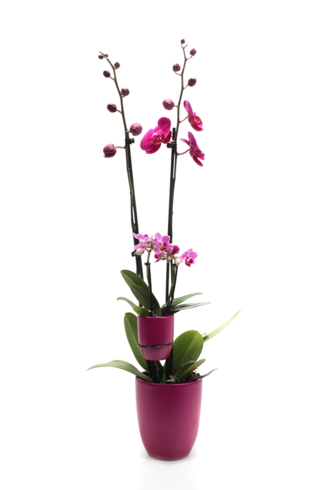 <h4>Hugo Lavender Phal Paars 2T+ Tiny Dolls 2T</h4>