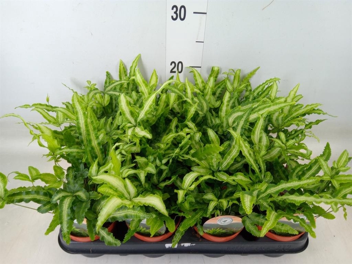 <h4>Pteris cretica 'Albolineata'</h4>