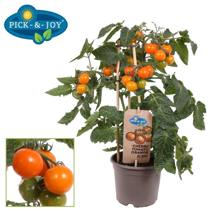 <h4>Solanum lycopersicum   ...</h4>