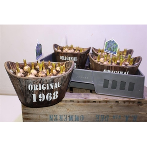 arr8 Arr Muscari In Houten Hengsel Bakje