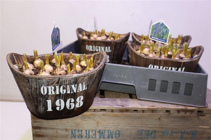 Arr Muscari In Houten Hengsel Bakje