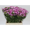 Dianthus Br Amazon Rose Magic