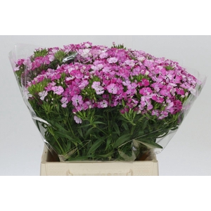 Dianthus Br Amazon Rose Magic