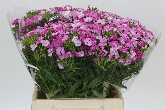 <h4>Dianthus Br Amazon Rose Magic</h4>