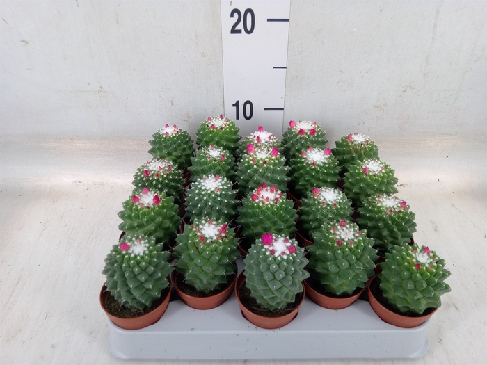 <h4>Mammillaria polythele 'Toluca'</h4>