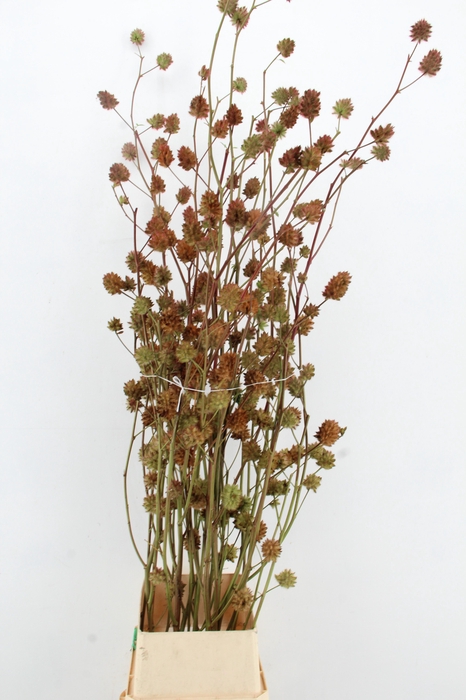 <h4>GLYCYRRH YUNNANEN ZD 180CM</h4>